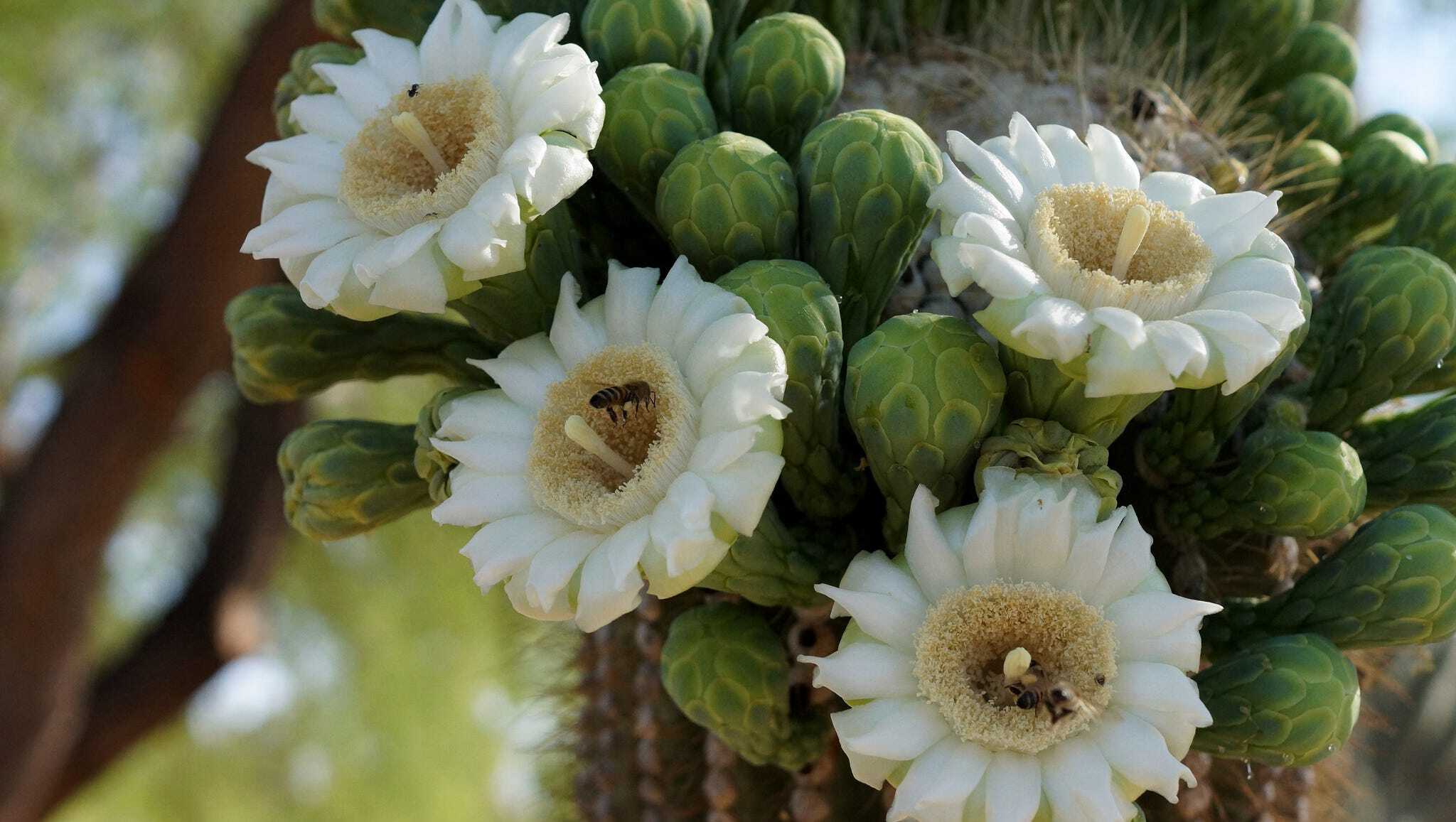 Arizona’s State Flower: Growing Desert Blooms At Home