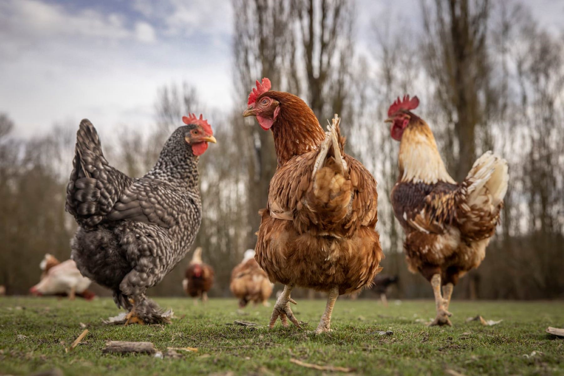 Beginner’s Guide To Raising Chickens In Your Backyard