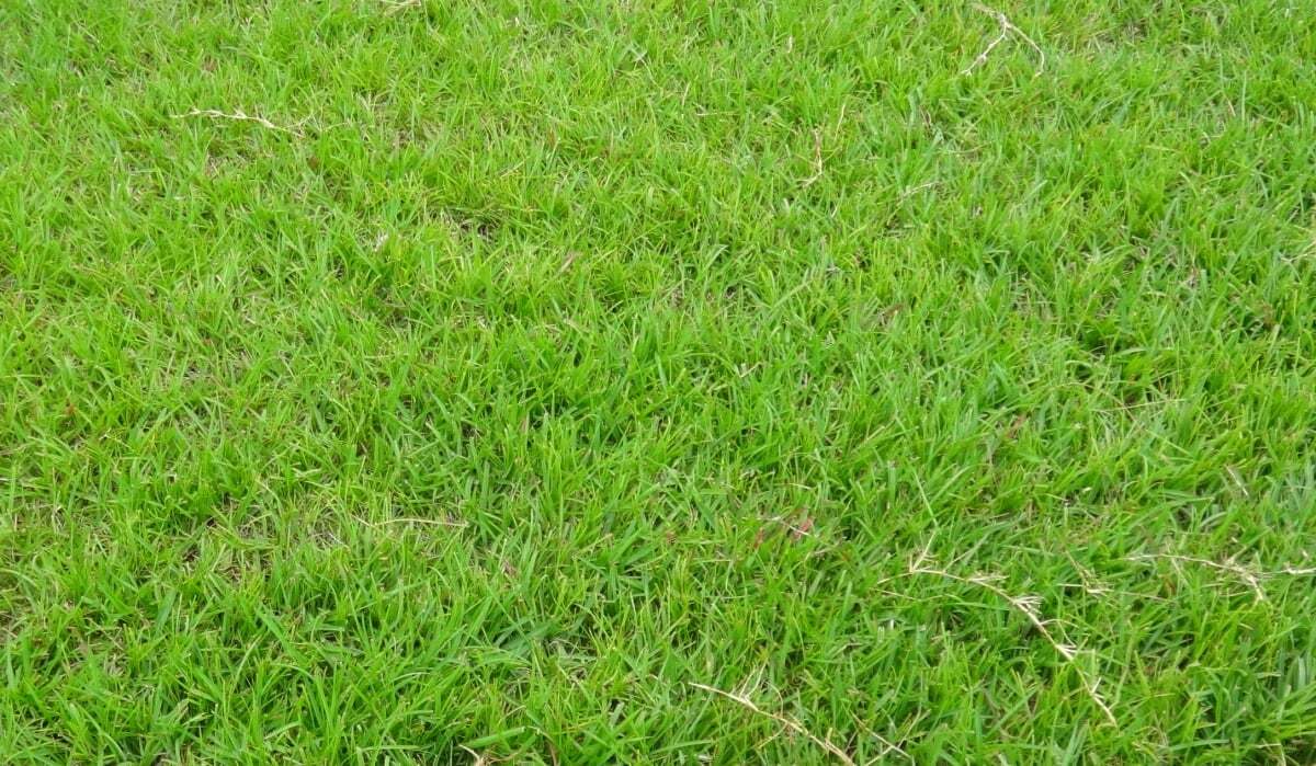 Caring For Centipede Grass In Southern Climates