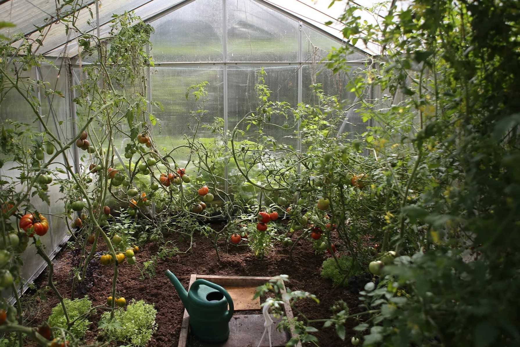 Choosing The Right Greenhouse For A Year-Round Garden