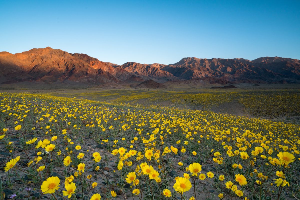 Discover The Hidden Gems: California’s State Wildflower