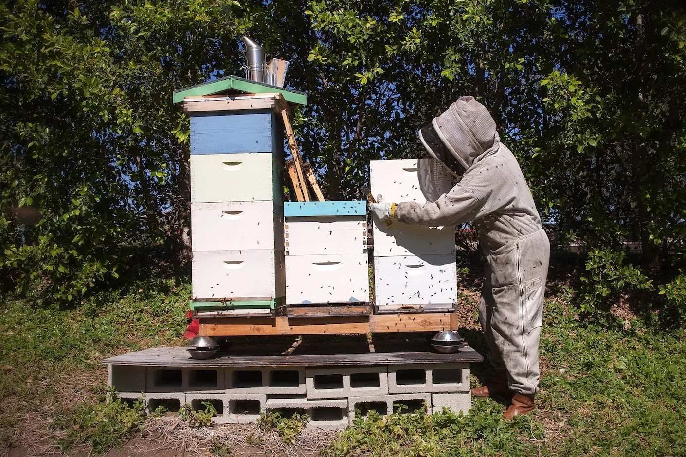 How To Start A Beekeeping Hobby In Your Backyard