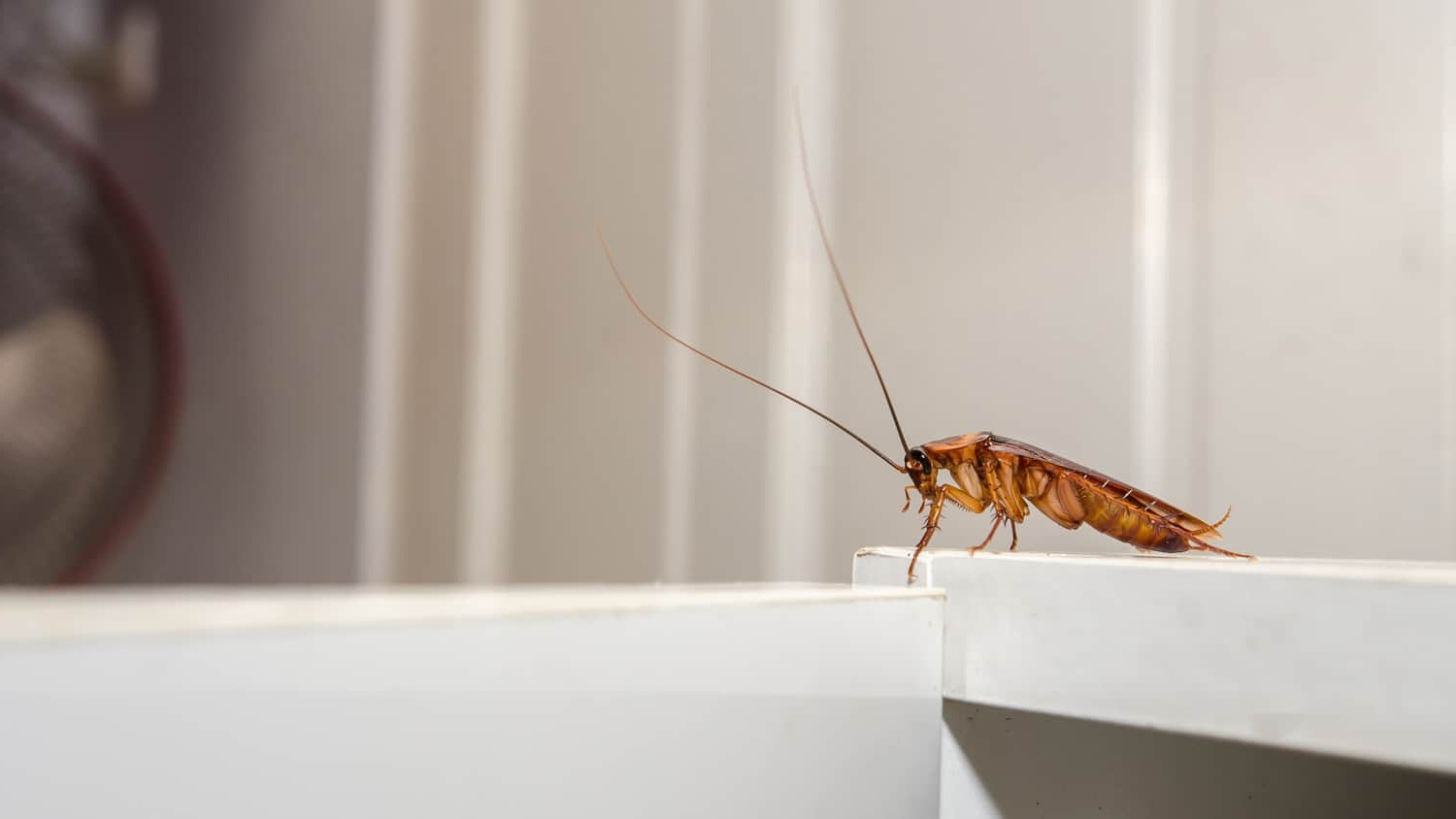 Identifying And Treating Common Household Pests