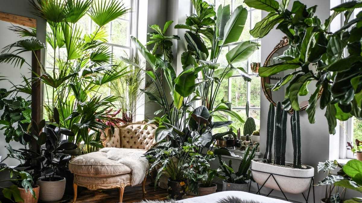 Indoor Jungle: Bringing Nature Home | Storables