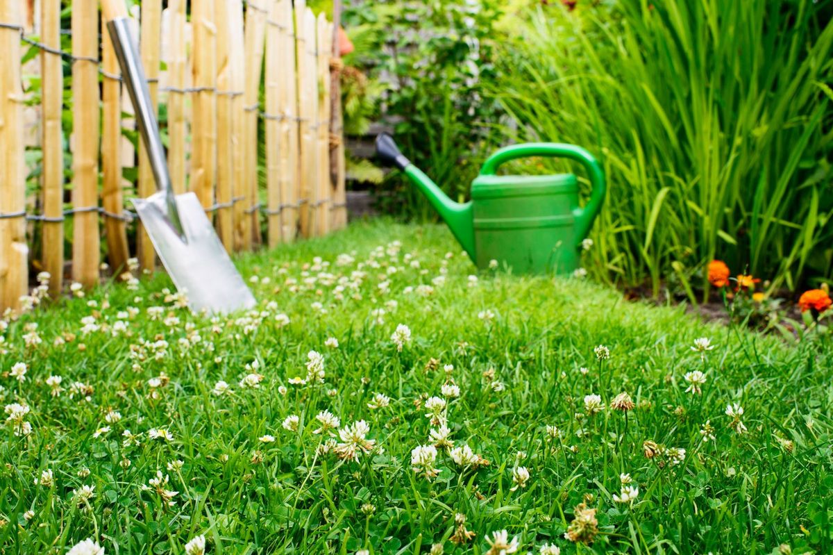 Lawn Alternatives: Why Clover Yards Are Gaining Popularity