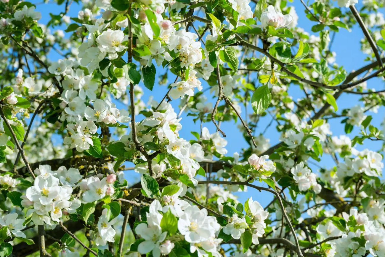 Michigan’s State Flower: Growing Apple Blossoms At Home