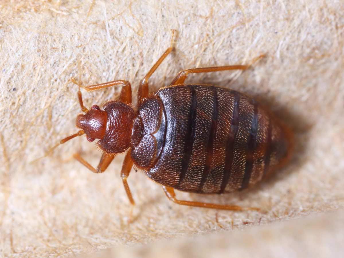 Natural Bed Bug Remedies: Fact Vs. Fiction