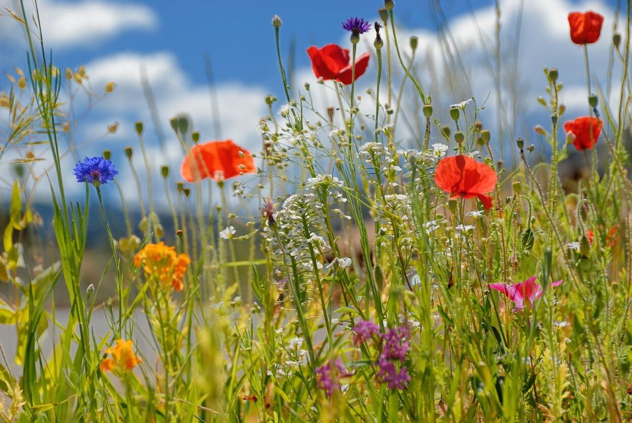 Planting Wildflower Meadows: A Guide For Midwest Gardeners