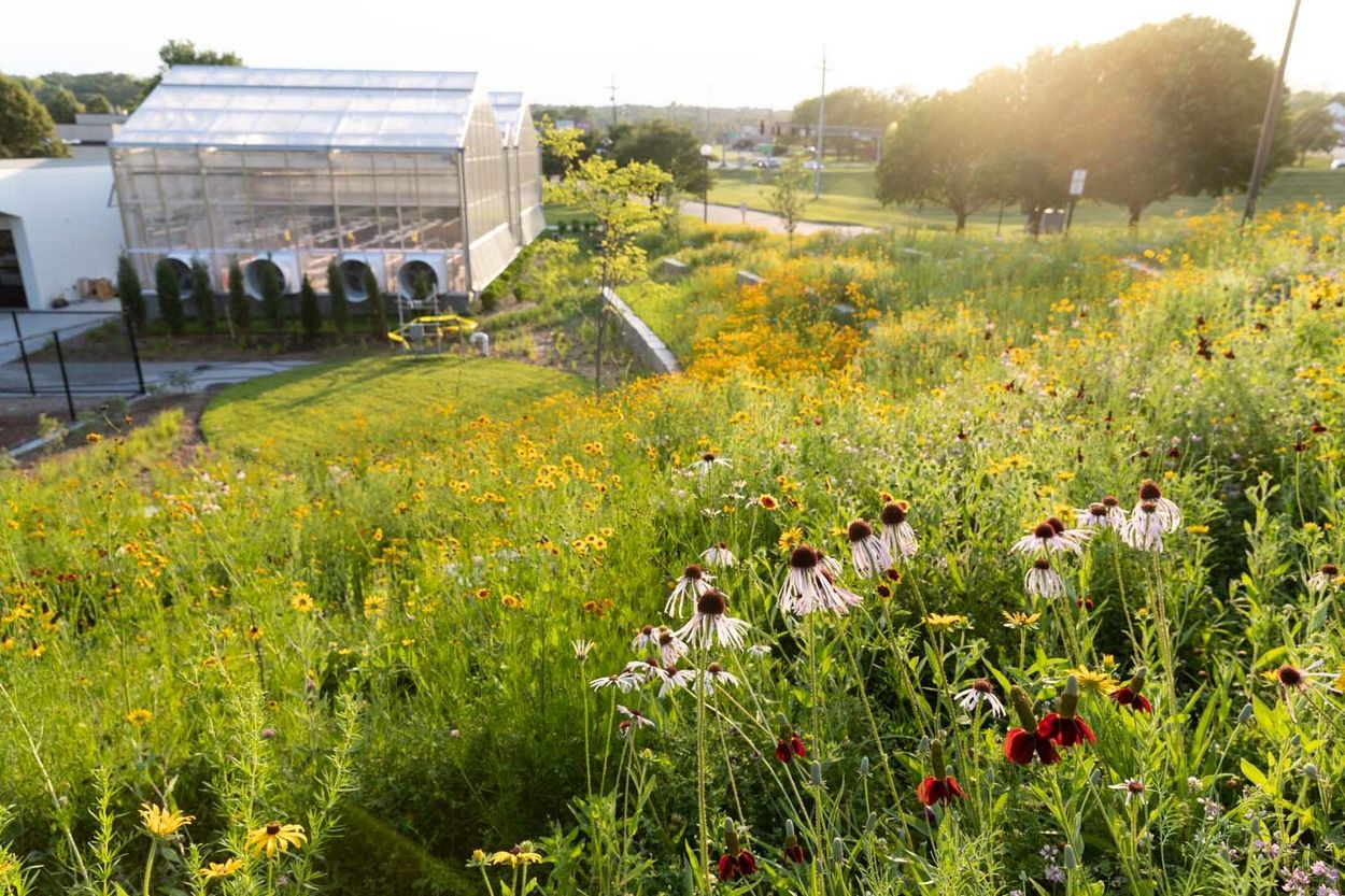 Restoring A Yard With Native Plants For Local Wildlife