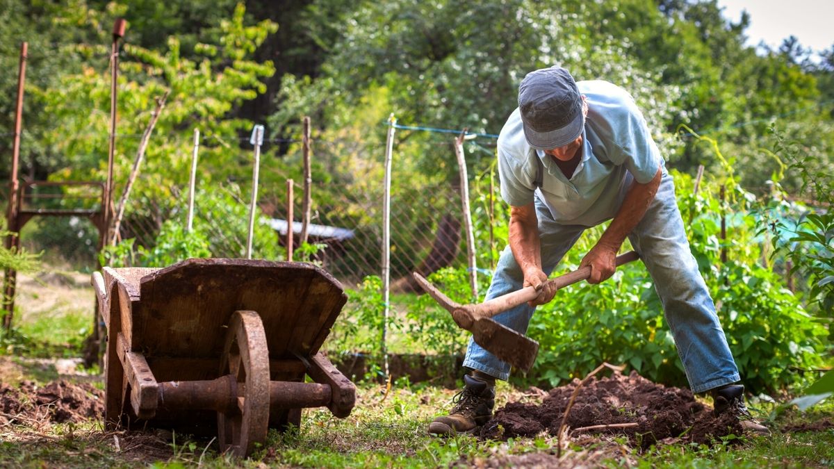 Senior-Friendly Gardening: Raised Beds And Adaptive Tools