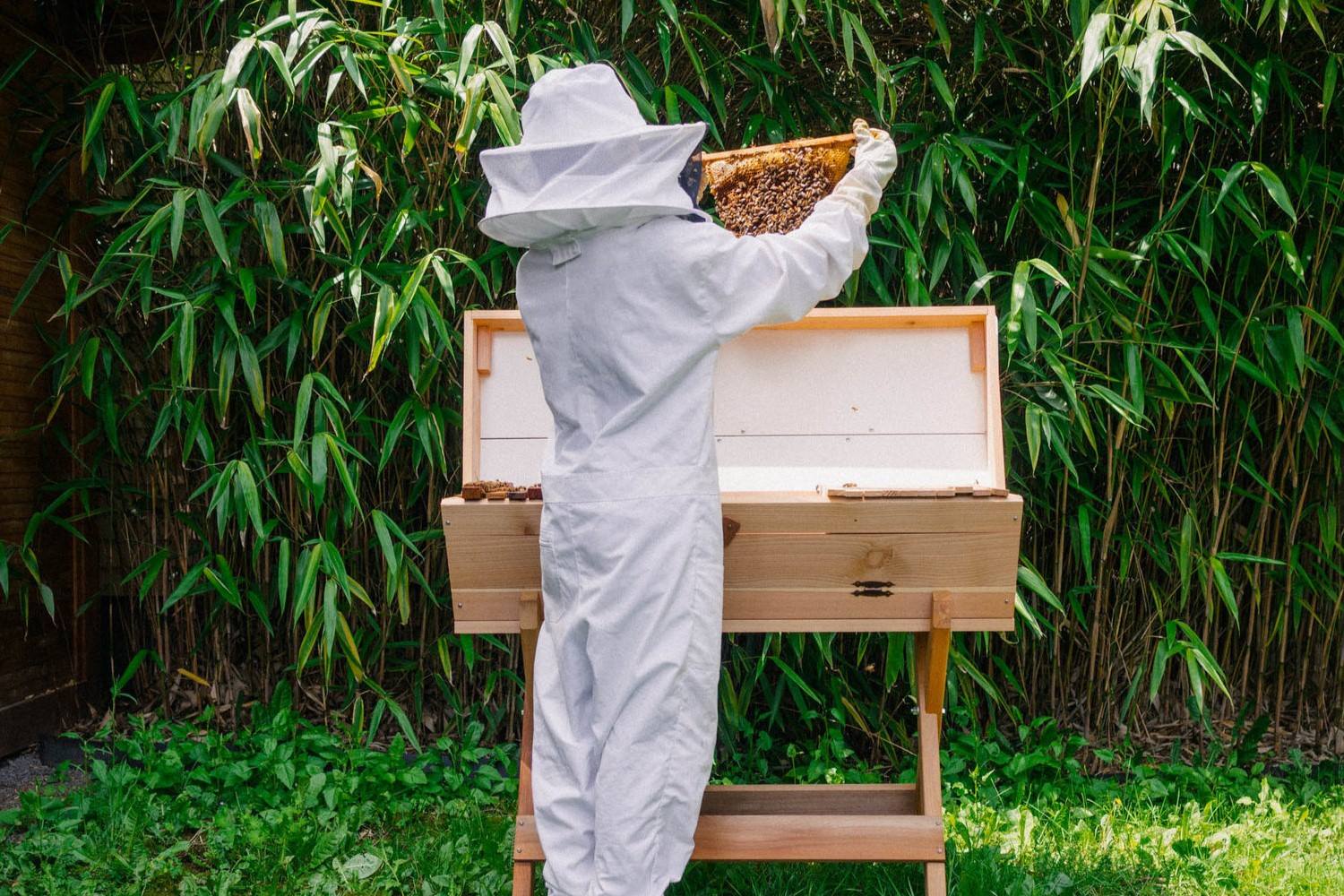 Simple Steps To Start A Small Beehive