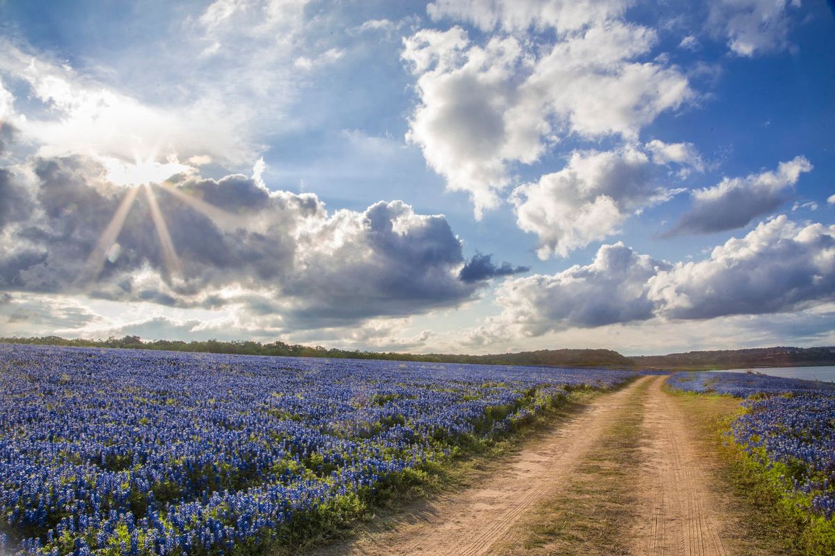 Texas Bluebonnet Trails: Where To See Wildflowers In Bloom