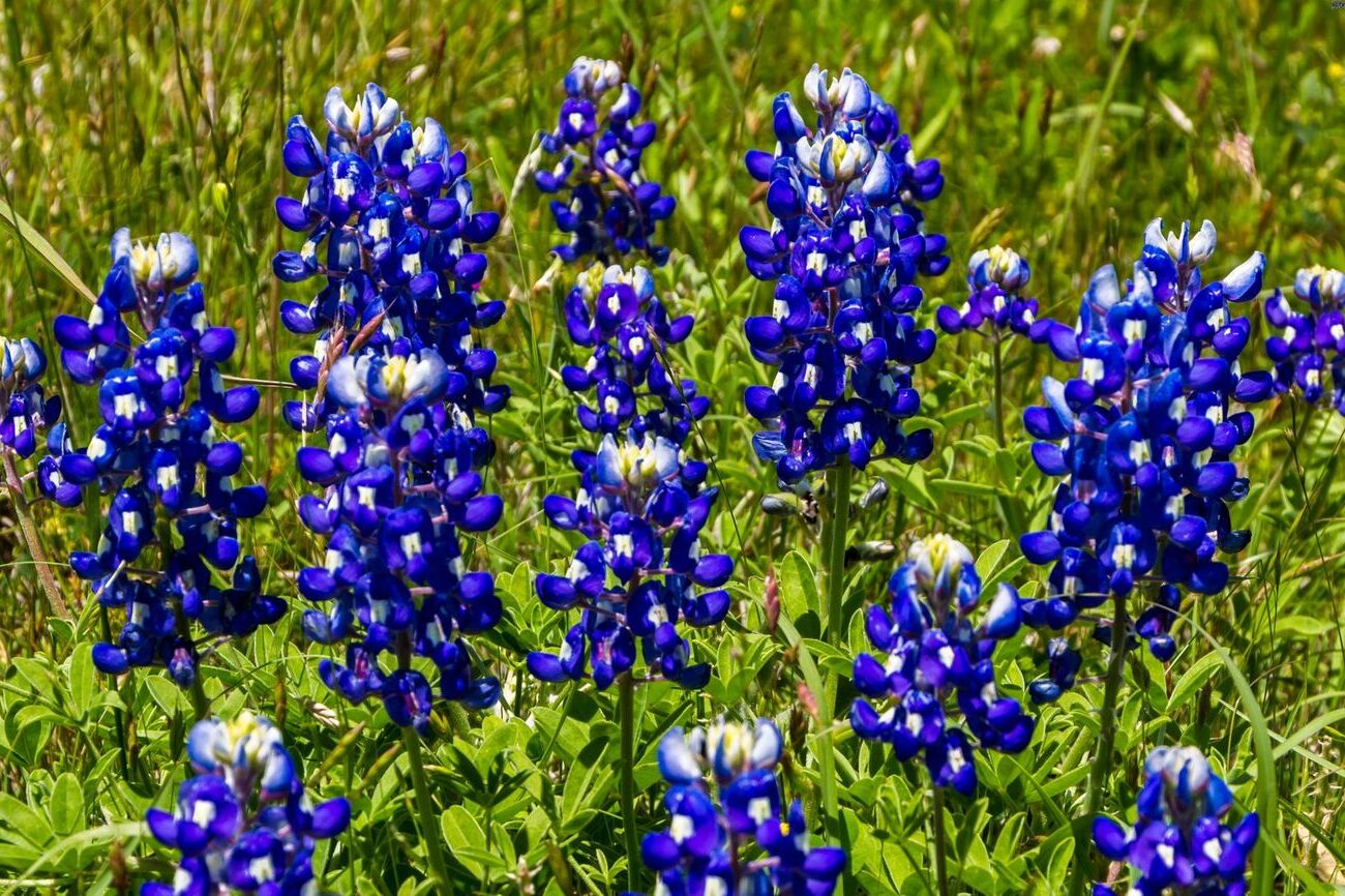 Texas Wildflowers: Best Times To Sow Bluebonnet Seeds