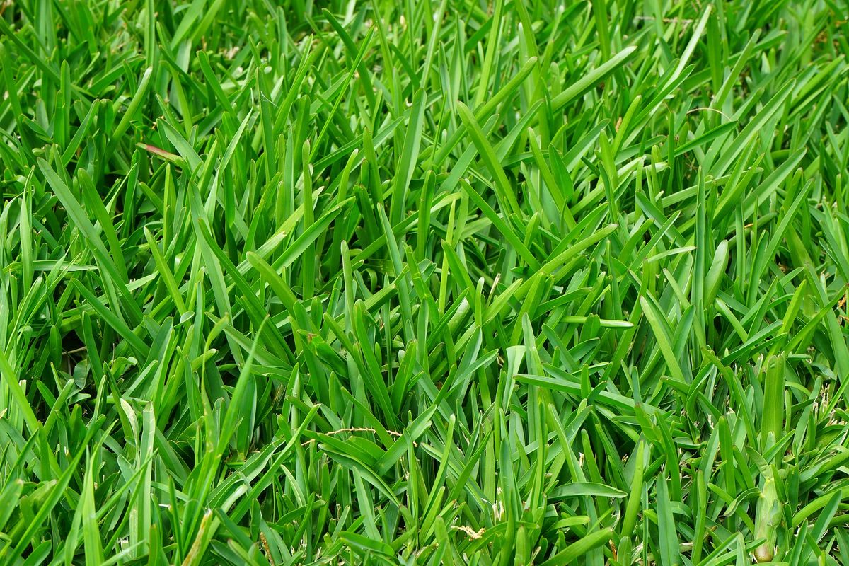 When To Plant Bermuda Grass In Georgia: A Seasonal Guide