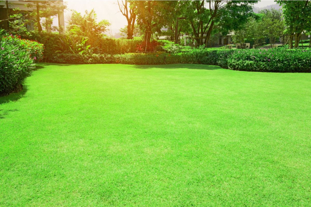 Year-Round Lawn Care For Bermuda Grass In Southern States