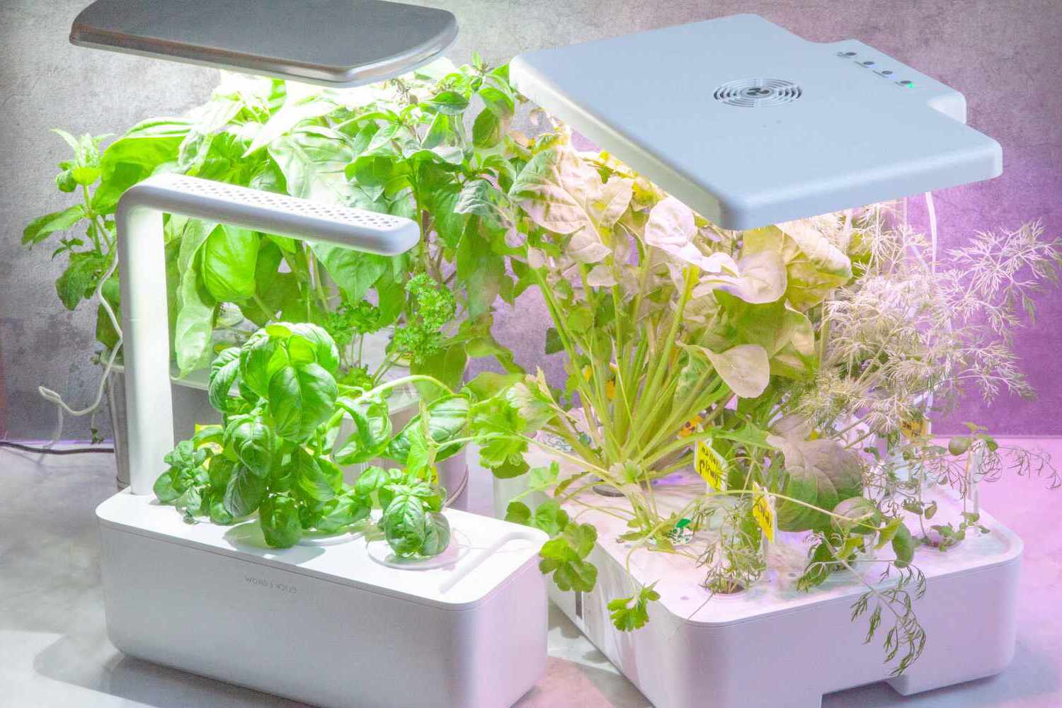 A Beginner’s Guide To Indoor Herb Gardening