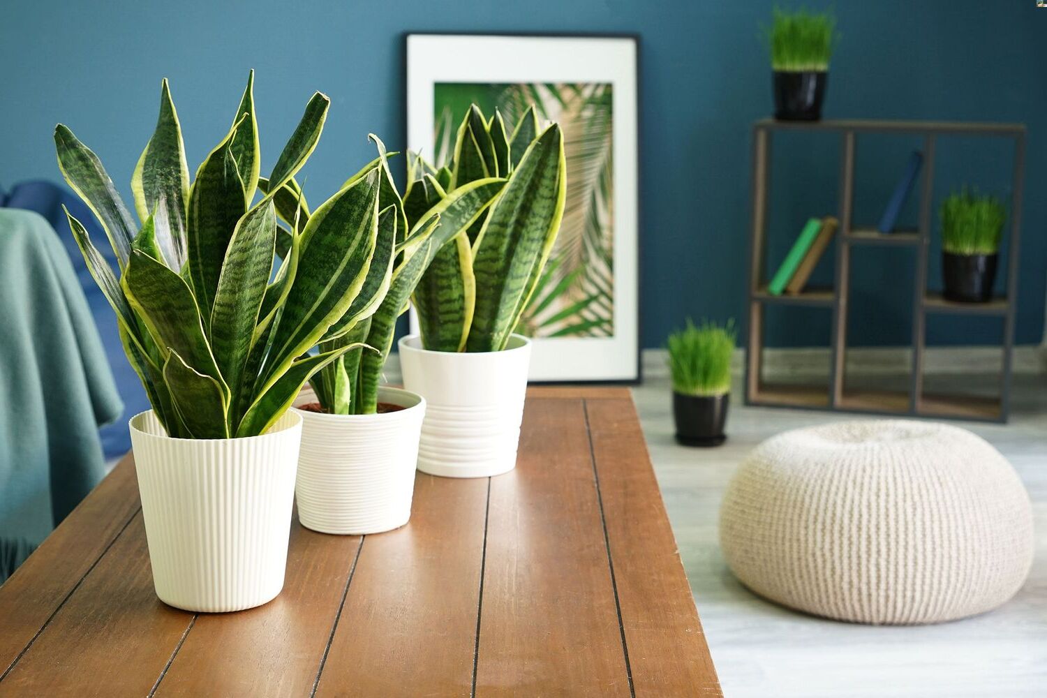 Essential Houseplants For Cleaner Indoor Air