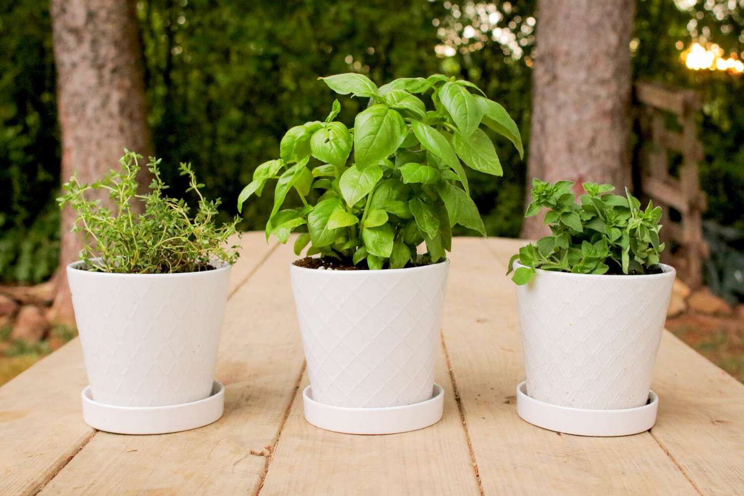 Growing Herbs In Your Kitchen For Fresh Cooking