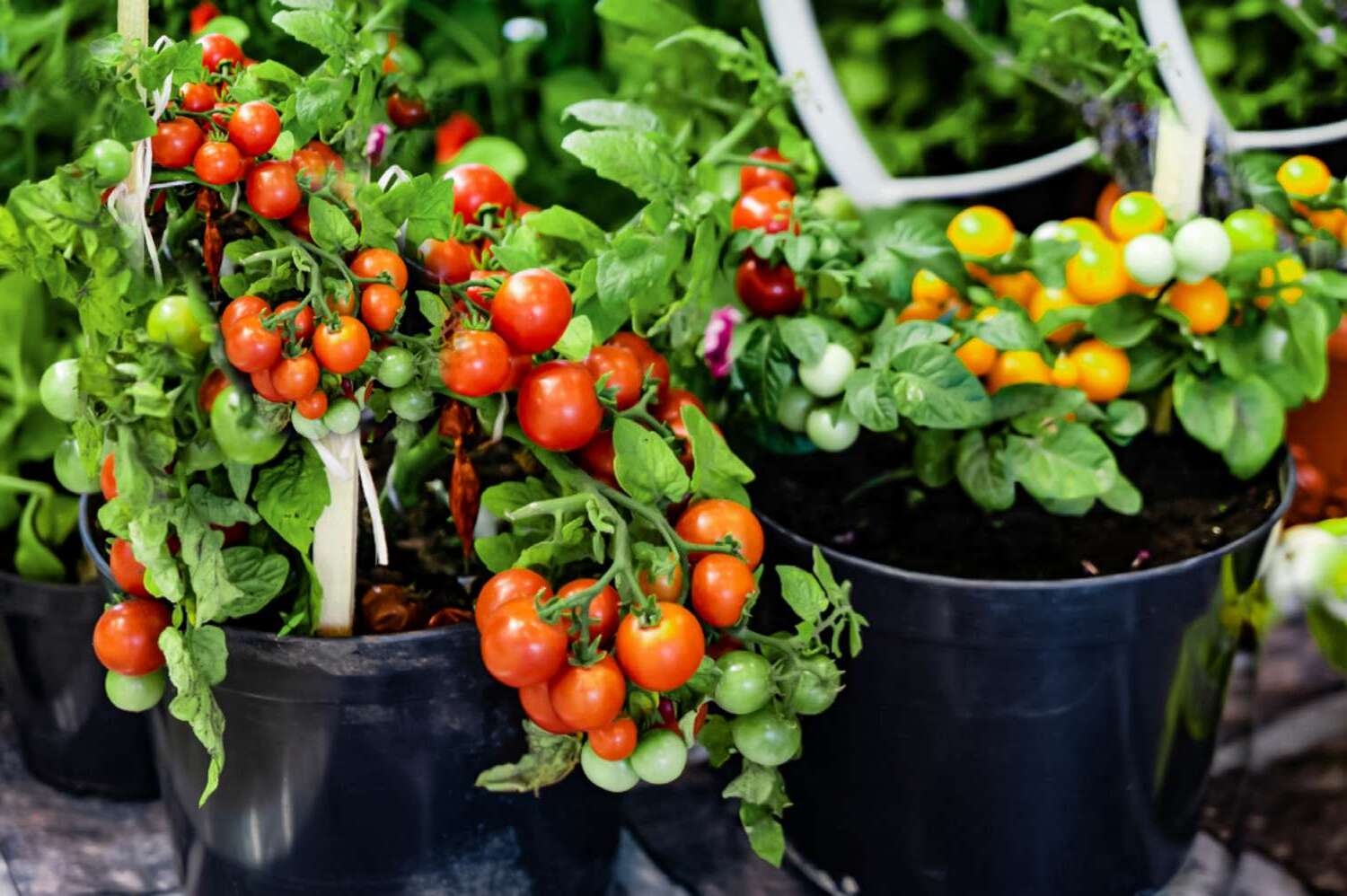 How To Grow Fresh Tomatoes In Containers