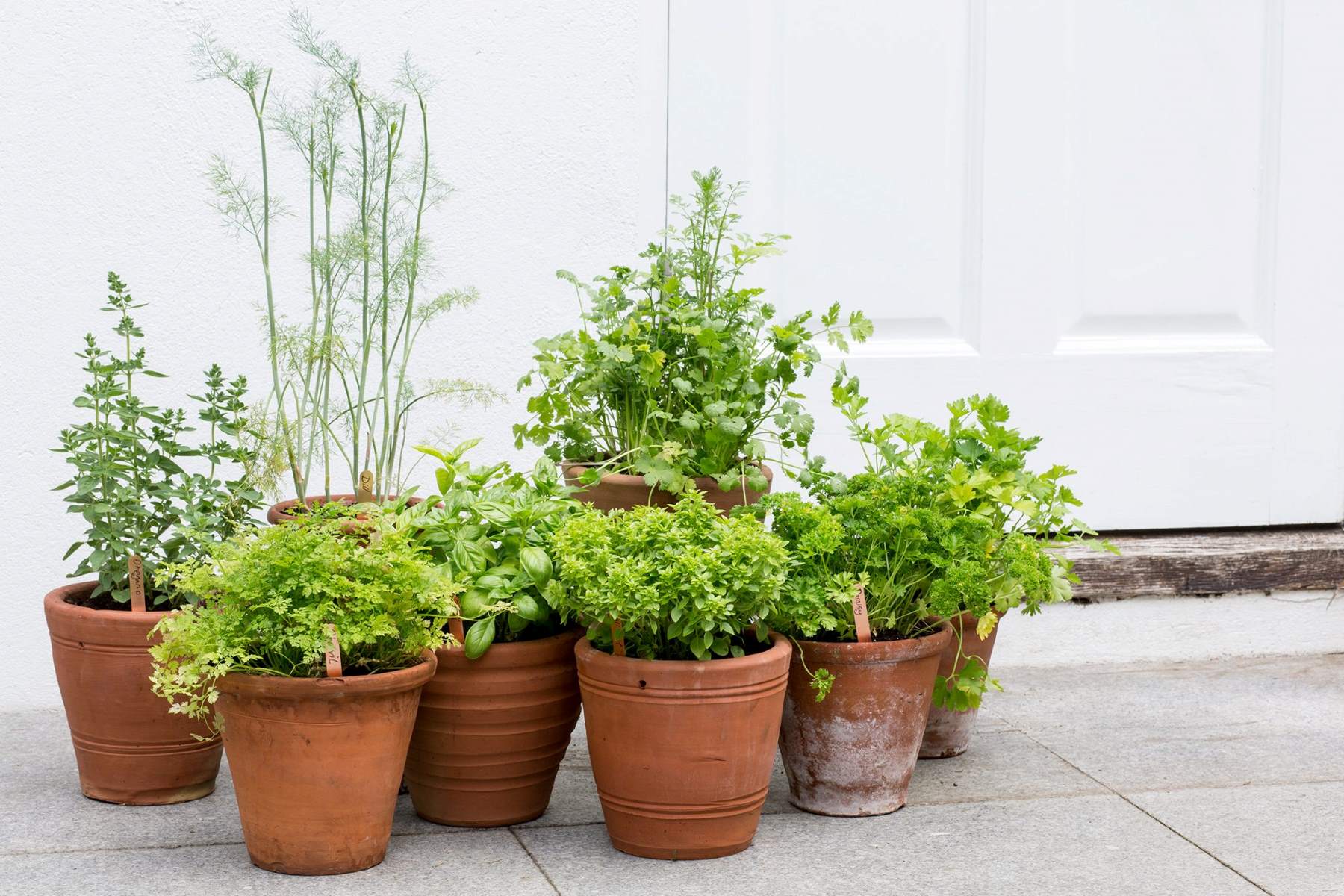 How To Grow Your Own Herb Garden Year-Round