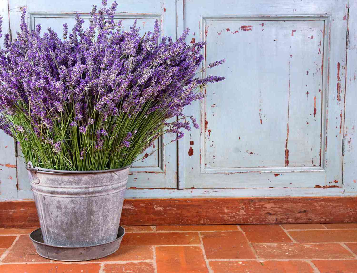 How To Grow Your Own Lavender For Relaxation