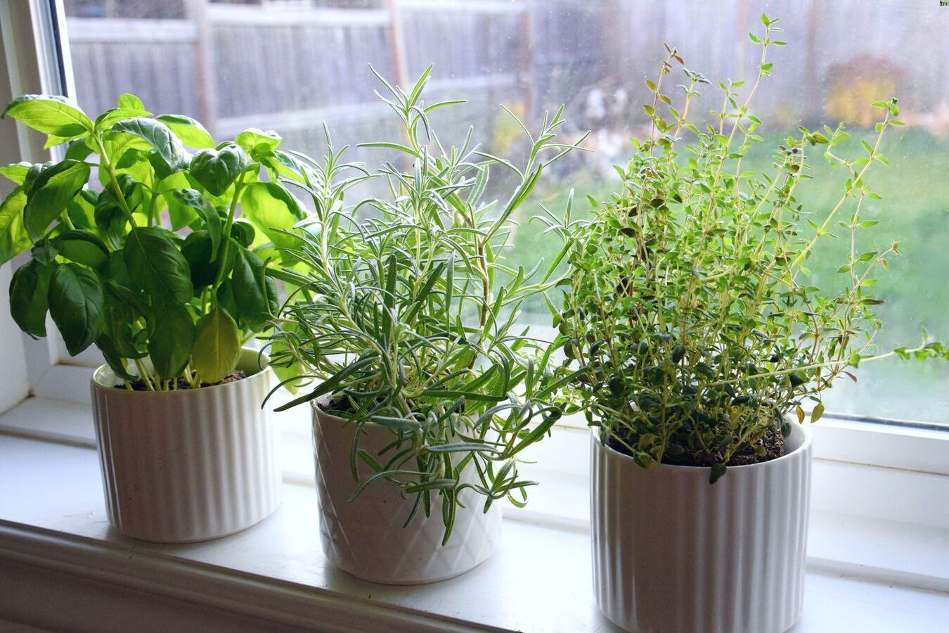 How To Start A Kitchen Herb Garden With Minimal Supplies