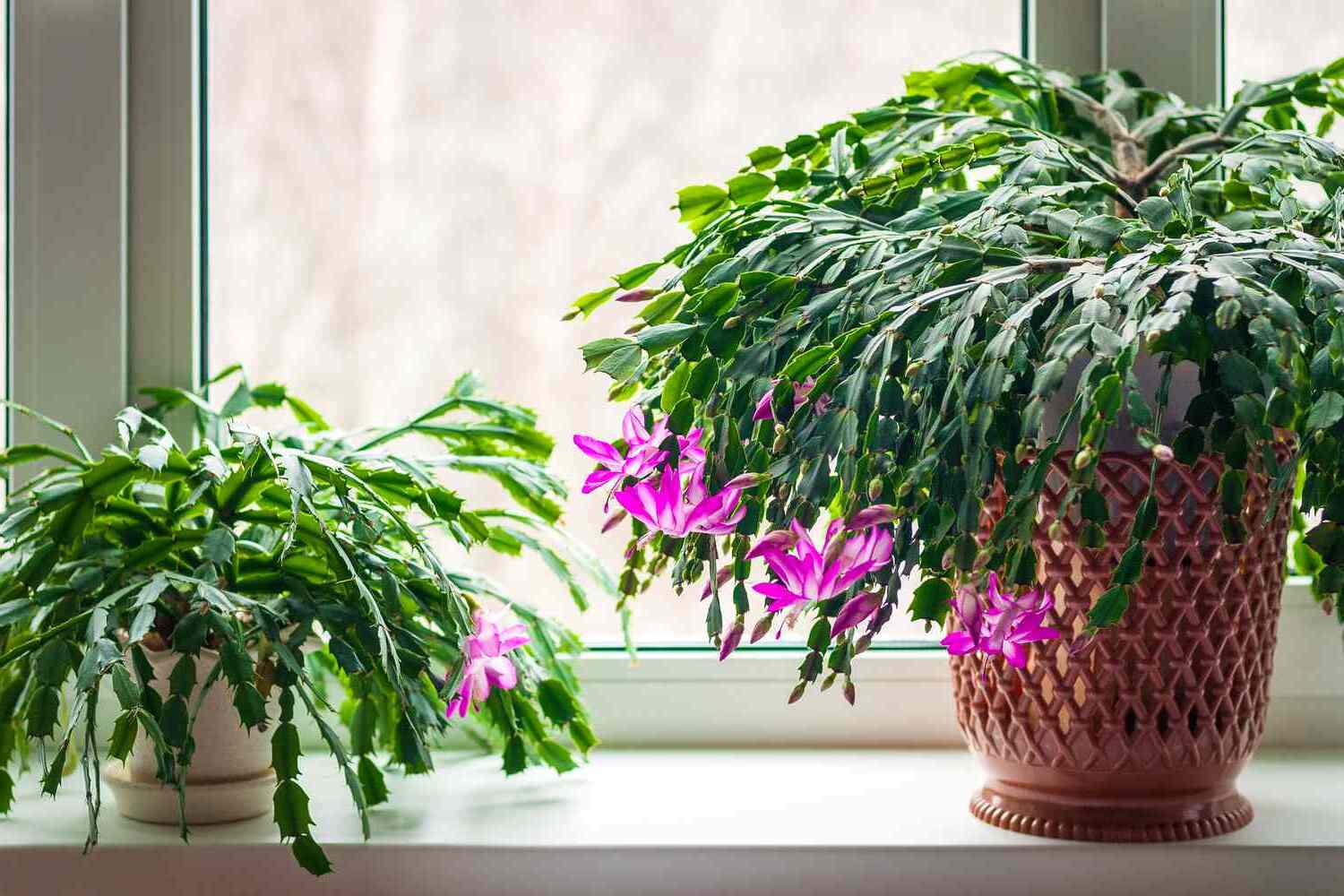 The Best Plants For A Beautiful Indoor Oasis